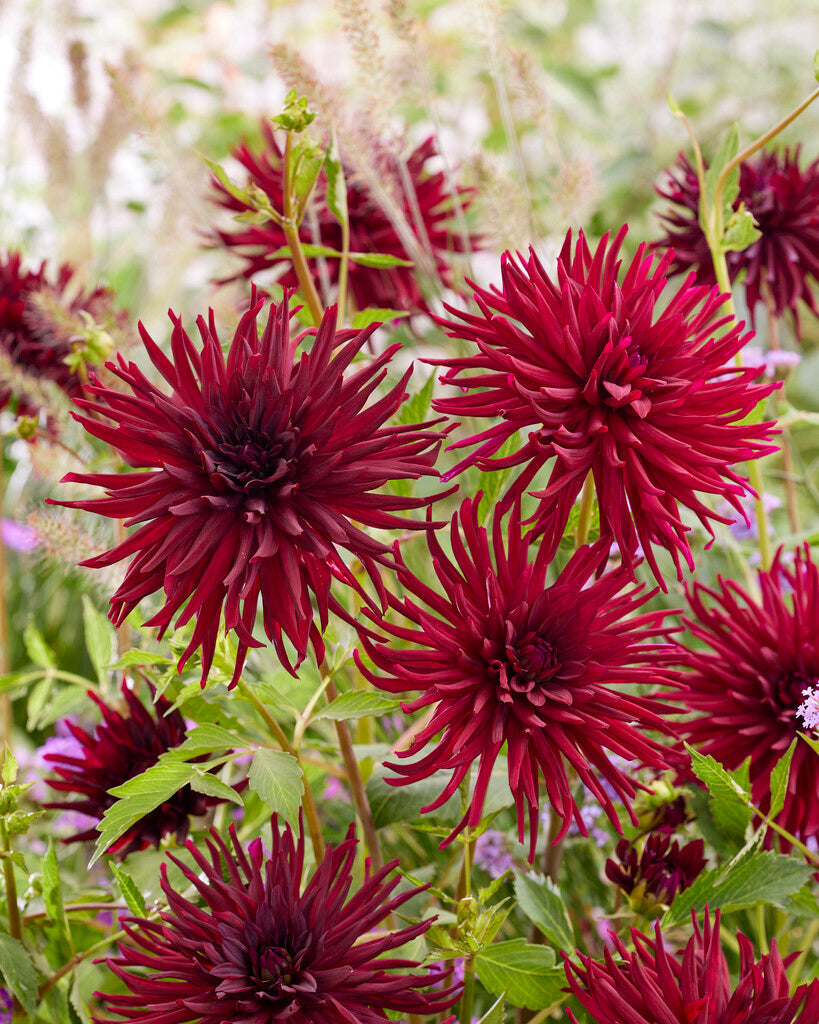Dahlia Cactus Black Narcissus 1-pakning NYHET